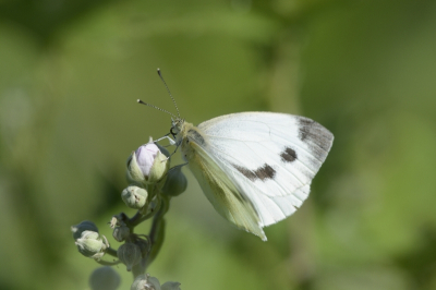 <i class='fa fa-user'></i>&nbsp;F.Koopman&nbsp;|  Balkan Geaderd Witje&nbsp; <i class='fa fa-eye'>&nbsp;65</i> &nbsp; <i class='fa fa-comment-o'>&nbsp;3</i>