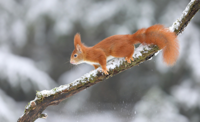 Donderdag met de sneeuw in een boshutje gezeten. O.a. dit mooie rode eekhoorntje kwam langs op de setting (in totaal 4 exemplaren). Hij rende de tak op en neer, daarbij viel er ook wat sneeuw naar beneden. Het rood kleurde mooi in het winterse landschap!

Groeten, Thijs