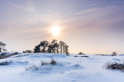 Opname omstandigheden:
Een stuifzandgebied op de Strabrechtsche Heide met de lugubere naam "Galgeberg (niet Galgenberg) was nu mooi bedekt met een laagje sneeuw.
Naar verluidt zijn hier in het verleden onder meer heksen opgehangen en verbrand.