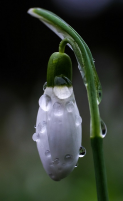 <i class='fa fa-user'></i>&nbsp;Jacolienl&nbsp;|  Gewoon Sneeuwklokje&nbsp; <i class='fa fa-eye'>&nbsp;74</i> &nbsp;<i class='fa fa-thumbs-up'>&nbsp;2</i> &nbsp; <i class='fa fa-comment-o'>&nbsp;2</i>