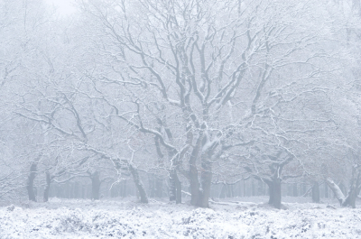 <i class='fa fa-user'></i>&nbsp;nelappelmelk&nbsp;|  Besneeuwde boom&nbsp; <i class='fa fa-eye'>&nbsp;161</i> &nbsp;<i class='fa fa-thumbs-up'>&nbsp;8</i> &nbsp; <i class='fa fa-comment-o'>&nbsp;6</i>