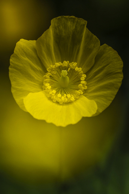 <i class='fa fa-user'></i>&nbsp;Nico_Leenheer&nbsp;|  Schijnpapaver&nbsp; <i class='fa fa-eye'>&nbsp;97</i> &nbsp;<i class='fa fa-thumbs-up'>&nbsp;6</i> &nbsp; <i class='fa fa-comment-o'>&nbsp;6</i>