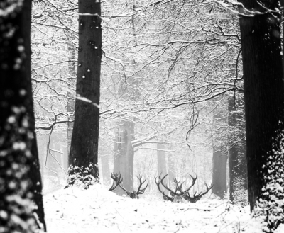 De hoeveelheid sneeuw was in Hoenderloo meer dan in Ugchelen. Die dag zelfs 2x naar het park geweest. 's Morgens ongereptheid. Prachtige winterse omstandigheden. Maar geen wild te bekennen. In de middag lag deze groep herten in een kuil. Ik wilde ze graag lopend in de sneeuw... Dat gebeurde niet. Toen van de nood een deugd gemaakt. En me geconcentreerd op de geweien.