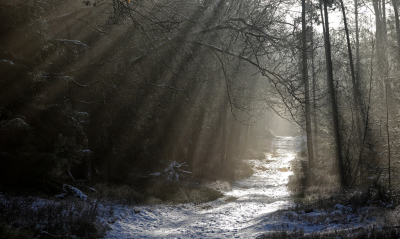 Tussen Ugchelen en Hoenderloo was veel sneeuw gevallen. Zelfs gisteren waren er veel bospaden nog wit. Door de opwarming van de zon ontstond er wat nevel.
En ontstonden er zonneharpen.