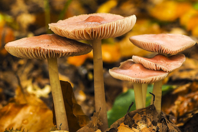 In de bossen van de Oostereng staan op bepaalde plaatsen veel beuken.
Het bladerdek herbergt welhaast altijd deze mooie mycena's.