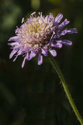 In de grasrand langs een wandelpad nabij de Ginkelse heide stond deze fraaie bloem.