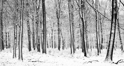 Er was maar 1 dag dat ook de boomstammen mooi bedekt werden door sneeuw. Net de goede windrichting denk ik.