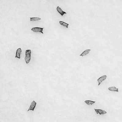 In de sneeuw zag ik veel zaadjes liggen. Nu nog kijken waar ik een patroon kon ontdekken. Close-up gemaakt.