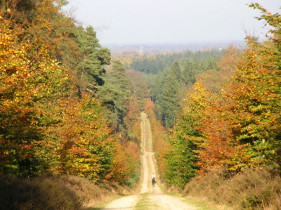 Op de top van de Amerongse berg heb je een prachtig uitzicht op de omgeving. Door de grote variatie aan bomen, krijg je in de herfst een bont gezicht van herfstkleuren.