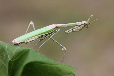 <i class='fa fa-user'></i>&nbsp;Paul Vandebroek&nbsp;|  Empusa pennata&nbsp; <i class='fa fa-eye'>&nbsp;111</i> &nbsp;<i class='fa fa-thumbs-up'>&nbsp;9</i> &nbsp; <i class='fa fa-comment-o'>&nbsp;7</i>