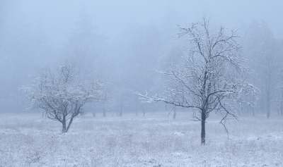 Die morgen was er naast sneeuw ook rijp aan de bomen. Gezocht naar een paar opvallende boompjes.