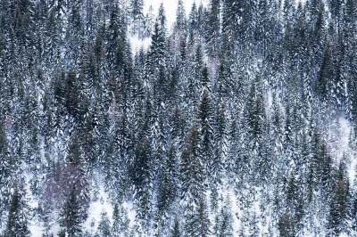 <i class='fa fa-user'></i>&nbsp;kiran&nbsp;|  Sneeuwwitte bomen&nbsp; <i class='fa fa-eye'>&nbsp;108</i> &nbsp; <i class='fa fa-comment-o'>&nbsp;3</i>
