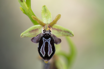 <i class='fa fa-user'></i>&nbsp;Willem Verhagen&nbsp;|  Ophrys cretica&nbsp; <i class='fa fa-eye'>&nbsp;113</i> &nbsp;<i class='fa fa-thumbs-up'>&nbsp;3</i> &nbsp; <i class='fa fa-comment-o'>&nbsp;5</i>