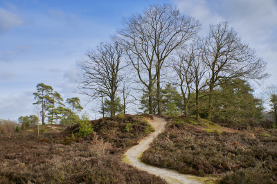 De foto is gemaakt tijdens een wandeleng in de Bakkeveense Duinen, een Natura 2000-gebied  in de Nederlandse provincie Friesland bij de plaats Bakkeveen.