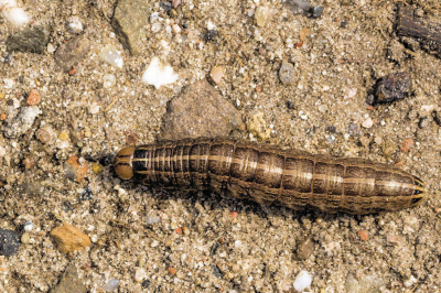 Niet de beste foto maar wel de eerste rups van deze uil op NP.