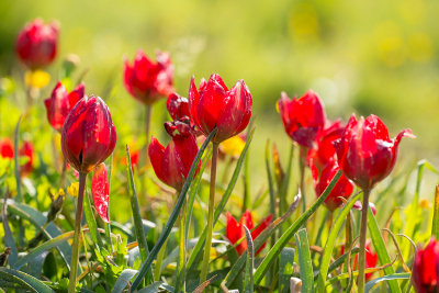 <i class='fa fa-user'></i>&nbsp;Willem Verhagen&nbsp;|  Tulipa orphanidea subsp. doerfleri&nbsp; <i class='fa fa-eye'>&nbsp;64</i> &nbsp; <i class='fa fa-comment-o'>&nbsp;4</i>