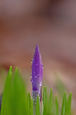<i class='fa fa-user'></i>&nbsp;Cor&nbsp;|  Bonte Krokus&nbsp; <i class='fa fa-eye'>&nbsp;88</i> &nbsp;<i class='fa fa-thumbs-up'>&nbsp;6</i> &nbsp; <i class='fa fa-comment-o'>&nbsp;5</i>