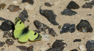<i class='fa fa-user'></i>&nbsp;Paul Cools&nbsp;|  Groen Marmerwitje&nbsp; <i class='fa fa-eye'>&nbsp;90</i> &nbsp; <i class='fa fa-comment-o'>&nbsp;7</i>
