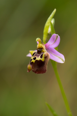 <i class='fa fa-user'></i>&nbsp;Willem Verhagen&nbsp;|  Ophrys episcopalis&nbsp; <i class='fa fa-eye'>&nbsp;74</i> &nbsp;<i class='fa fa-thumbs-up'>&nbsp;4</i> &nbsp; <i class='fa fa-comment-o'>&nbsp;7</i>