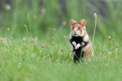 <i class='fa fa-user'></i>&nbsp;Rob Jann�&nbsp;|  Hamster&nbsp; <i class='fa fa-eye'>&nbsp;385</i> &nbsp;<i class='fa fa-thumbs-up'>&nbsp;27</i> &nbsp; <i class='fa fa-comment-o'>&nbsp;20</i>