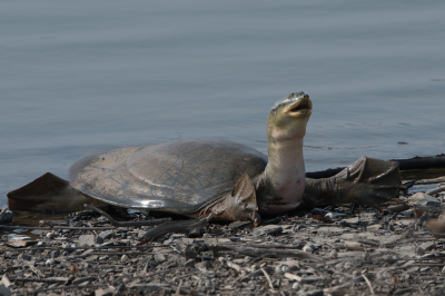 <i class='fa fa-user'></i>&nbsp;Martin Lok&nbsp;|  Indische Klepweekschildpad&nbsp; <i class='fa fa-eye'>&nbsp;105</i> &nbsp; <i class='fa fa-comment-o'>&nbsp;2</i>