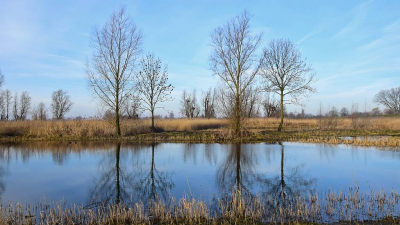 <i class='fa fa-user'></i>&nbsp;kooyammers&nbsp;|  Weerspiegeling van Bomen&nbsp; <i class='fa fa-eye'>&nbsp;68</i> &nbsp; <i class='fa fa-comment-o'>&nbsp;5</i>