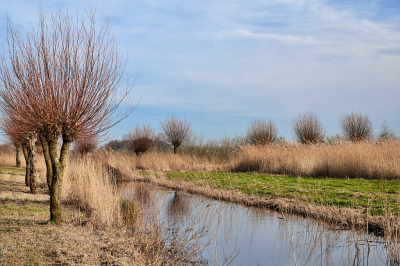 Afgelopen weekend gewandeld in NP De Alde Feanen. Prachtig weer, voorjaar hing in de lucht.