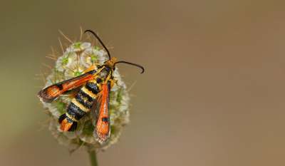 <i class='fa fa-user'></i>&nbsp;Paul Cools&nbsp;|  Pyropteron minianiformis&nbsp; <i class='fa fa-eye'>&nbsp;100</i> &nbsp;<i class='fa fa-thumbs-up'>&nbsp;5</i> &nbsp; <i class='fa fa-comment-o'>&nbsp;7</i>
