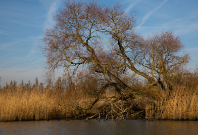 <i class='fa fa-user'></i>&nbsp;W.Slotboom&nbsp;|  Biesbosch&nbsp; <i class='fa fa-eye'>&nbsp;94</i> &nbsp; <i class='fa fa-comment-o'>&nbsp;2</i>