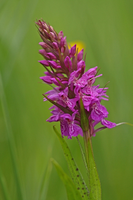 <i class='fa fa-user'></i>&nbsp;Cor&nbsp;|  Brede Orchis&nbsp; <i class='fa fa-eye'>&nbsp;56</i> &nbsp;<i class='fa fa-thumbs-up'>&nbsp;3</i> &nbsp; <i class='fa fa-comment-o'>&nbsp;7</i>