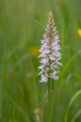 <i class='fa fa-user'></i>&nbsp;Willem Verhagen&nbsp;|  Gevlekte Orchis&nbsp; <i class='fa fa-eye'>&nbsp;77</i> &nbsp; <i class='fa fa-comment-o'>&nbsp;5</i>