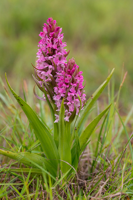 <i class='fa fa-user'></i>&nbsp;Willem Verhagen&nbsp;|  Vleeskleurige Orchis&nbsp; <i class='fa fa-eye'>&nbsp;59</i> &nbsp; <i class='fa fa-comment-o'>&nbsp;4</i>