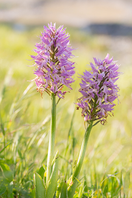 <i class='fa fa-user'></i>&nbsp;Willem Verhagen&nbsp;|  Italiaanse Orchis&nbsp; <i class='fa fa-eye'>&nbsp;63</i> &nbsp; <i class='fa fa-comment-o'>&nbsp;0</i>