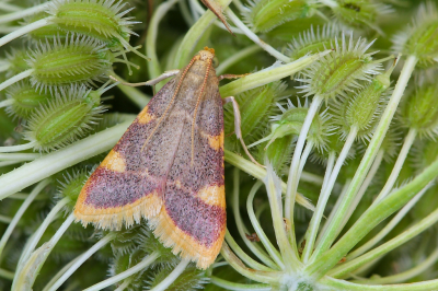 <i class='fa fa-user'></i>&nbsp;Robert Rodenburg&nbsp;|  Triangelmot&nbsp; <i class='fa fa-eye'>&nbsp;56</i> &nbsp; <i class='fa fa-comment-o'>&nbsp;4</i>