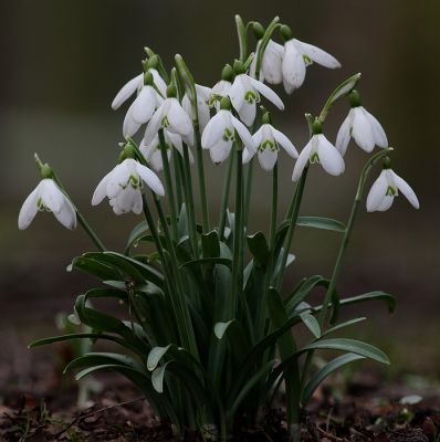 <i class='fa fa-user'></i>&nbsp;Ren�e de Kleijn&nbsp;|  Gewoon Sneeuwklokje&nbsp; <i class='fa fa-eye'>&nbsp;76</i> &nbsp; <i class='fa fa-comment-o'>&nbsp;4</i>