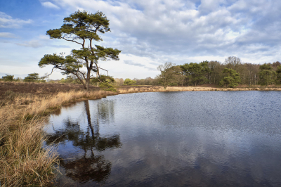 Allardsoog (Fries: Allardseach) is een buurtschap gelegen nabij het drie-provincin-punt van de Nederlandse provincies Friesland, Groningen en Drenthe. Mooi gebied om te wandelen.