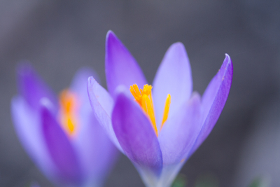 <i class='fa fa-user'></i>&nbsp;susan meijnders&nbsp;|  Bonte Krokus&nbsp; <i class='fa fa-eye'>&nbsp;60</i> &nbsp;<i class='fa fa-thumbs-up'>&nbsp;4</i> &nbsp; <i class='fa fa-comment-o'>&nbsp;2</i>