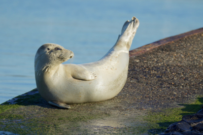 <i class='fa fa-user'></i>&nbsp;jeb&nbsp;|  Gewone Zeehond&nbsp; <i class='fa fa-eye'>&nbsp;109</i> &nbsp; <i class='fa fa-comment-o'>&nbsp;2</i>