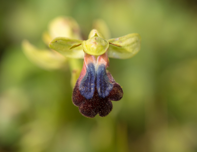 <i class='fa fa-user'></i>&nbsp;Willem Verhagen&nbsp;|  Ophrys iricolor&nbsp; <i class='fa fa-eye'>&nbsp;66</i> &nbsp; <i class='fa fa-comment-o'>&nbsp;1</i>