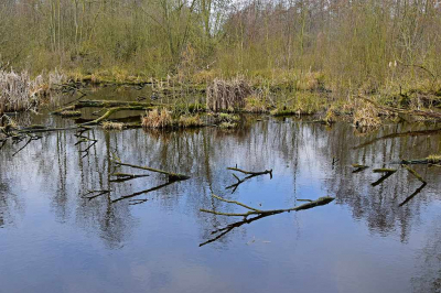 <i class='fa fa-user'></i>&nbsp;kooyammers&nbsp;|  Moeras in het Loetbos&nbsp; <i class='fa fa-eye'>&nbsp;76</i> &nbsp; <i class='fa fa-comment-o'>&nbsp;0</i>