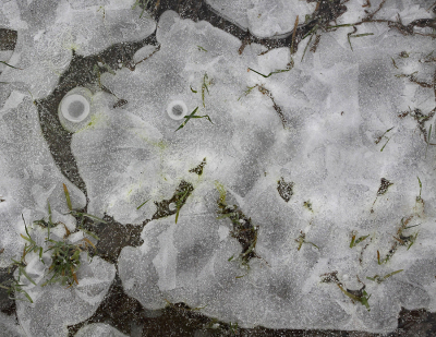 Tijdens de korte vorstperiode afgelopen winter waren de plassen op de velden bevroren. Onze kleinzoon ontdekte in de structuur van het ijs een draak, reden om later even met de camera terug te gaan.