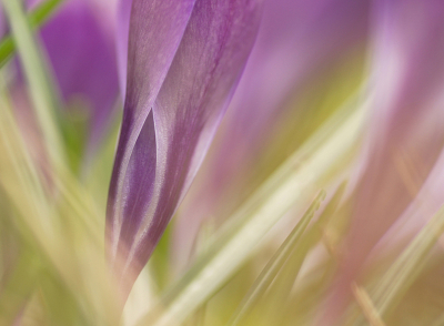<i class='fa fa-user'></i>&nbsp;Tr.Vrolijk&nbsp;|  Bonte Krokus&nbsp; <i class='fa fa-eye'>&nbsp;71</i> &nbsp; <i class='fa fa-comment-o'>&nbsp;0</i>
