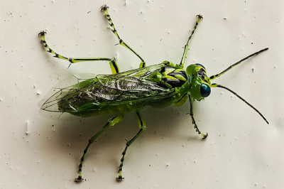 <i class='fa fa-user'></i>&nbsp;Nico_Leenheer&nbsp;|  Groene Bladwesp&nbsp; <i class='fa fa-eye'>&nbsp;119</i> &nbsp;<i class='fa fa-thumbs-up'>&nbsp;5</i> &nbsp; <i class='fa fa-comment-o'>&nbsp;9</i>