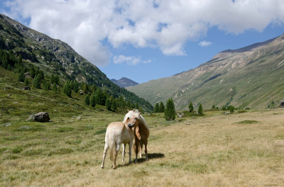 <i class='fa fa-user'></i>&nbsp;Johan van Gurp&nbsp;|  Alpen landschap&nbsp; <i class='fa fa-eye'>&nbsp;106</i> &nbsp; <i class='fa fa-comment-o'>&nbsp;0</i>