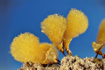 Vorig jaar had ik dit slijmzwammetje al gevonden, maar het was toen nog niet rijp. Na een paar weken rijpen in een kweekbakje zijn ze nog mooier en ook te determineren.
De naam is misschien wat misleidend want 2,5mm van top tot teen is niet bepaald groot, maar voor een slijmzwammetje is dat een behoorlijke afmeting.