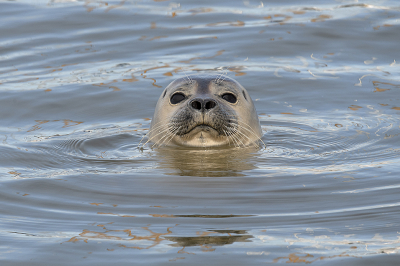 <i class='fa fa-user'></i>&nbsp;danny.declercq&nbsp;|  Gewone Zeehond&nbsp; <i class='fa fa-eye'>&nbsp;145</i> &nbsp;<i class='fa fa-thumbs-up'>&nbsp;8</i> &nbsp; <i class='fa fa-comment-o'>&nbsp;12</i>