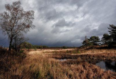 Gisteren hoorde ik van het Waterschap dat hier op de Veluwe het grondwaterpeil nog steeds bijzonder laag is. Hoewel er nu toch heel wat water naar beneden is gekomen. Men was niet zo op droogte ingesteld. Hierna kwam er toch veel water naar beneden. Als de zon dan er even door komt heb je hele intense kleuren. Ook zonder filter!