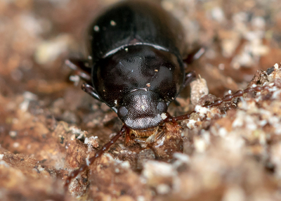 <i class='fa fa-user'></i>&nbsp;Martin Verbeeten&nbsp;|  Nalassus laevioctostriatus&nbsp; <i class='fa fa-eye'>&nbsp;69</i> &nbsp; <i class='fa fa-comment-o'>&nbsp;0</i>