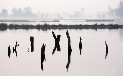 Een paar jaar geleden was ik hier ook al eens geweest. De dode bomen intrigeerden me toen al. Nu zaten we er dichtbij in een huisje en kon ik bij diverse weersomstandigheden dit fotograferen. Het was die morgen ietwat nevelig.