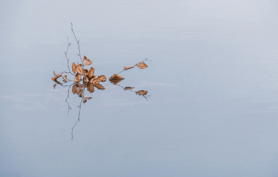 Hoge bewolking en weinig wind waren de juiste voorwaarden voor een mooie reflectie van een dode tak in het water van de vaart. Opname uit de hand vanuit een laag standpunt.